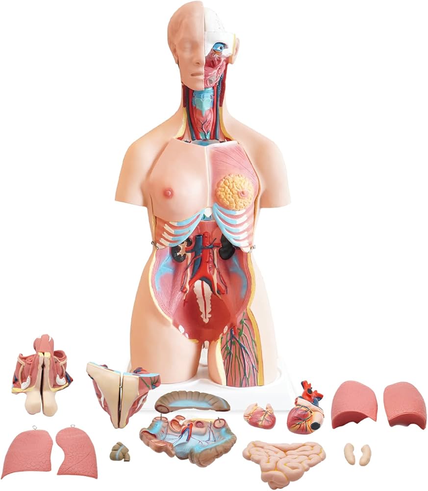 anatomiczne modele ułatwiają projektowanie implantów medycznych