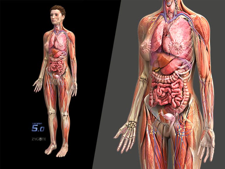 Nowoczesne modele anatomiczne w inżynierii